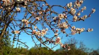 Mallorcas Mandelblüte in voller Pracht, Teil zwei