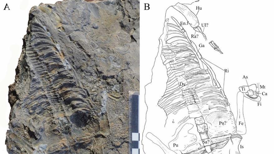 Investigadores de Alicante describen un reptil marino de hace más de 200 millones de años