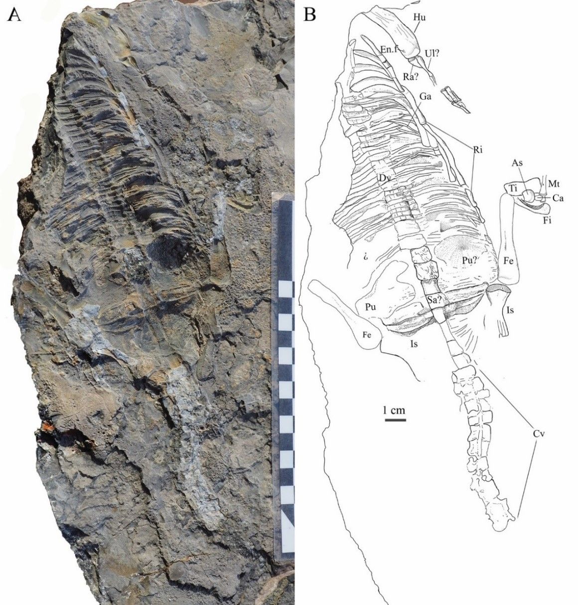 Parte de los restos del reptil marino; y dibujo indicando los huesos diferenciables (Tomado de Berrocal-Casero et al.)