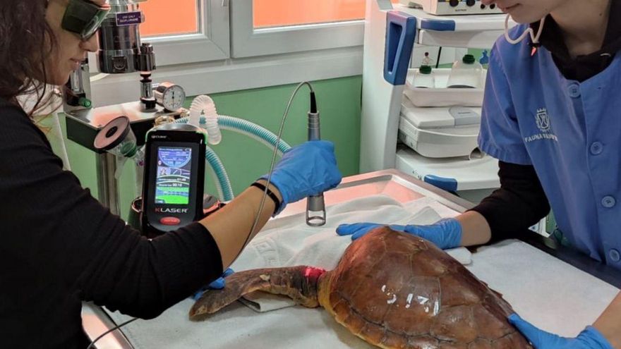 La Tahonilla uses a therapeutic laser in the rehabilitation of sea turtles