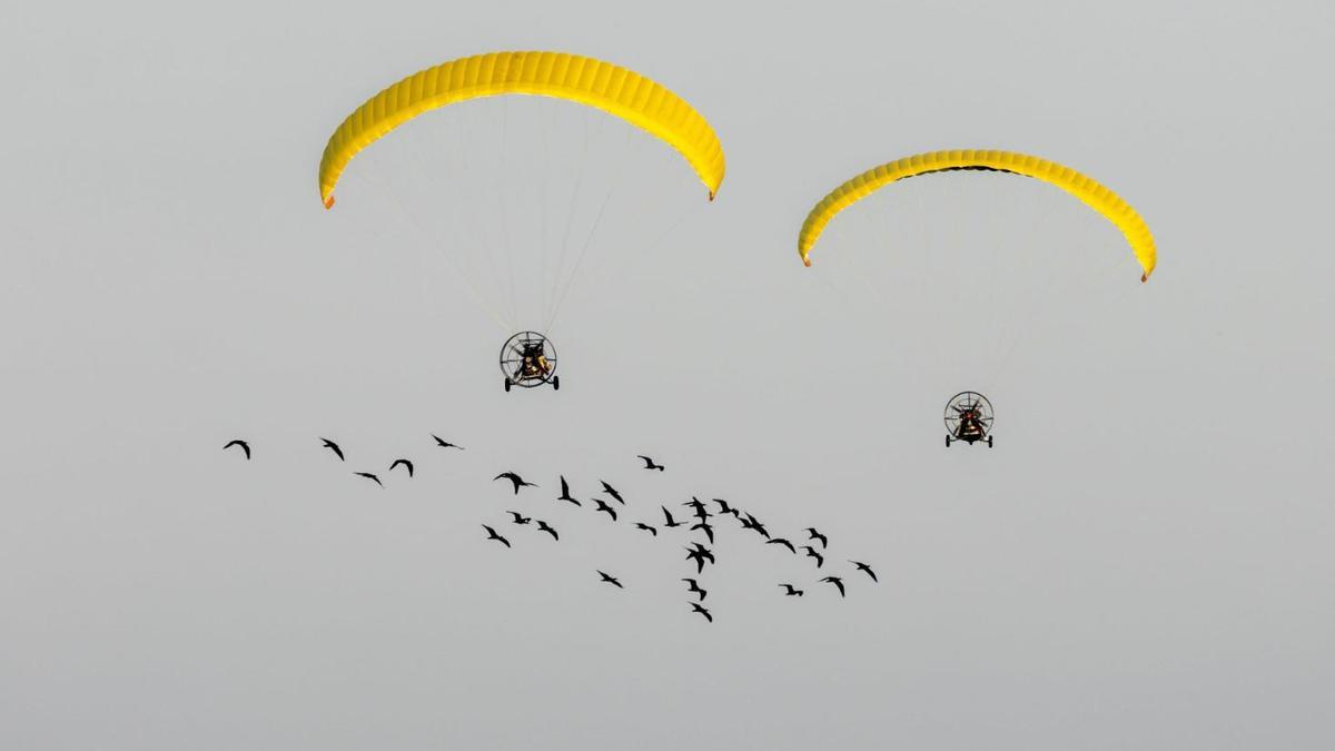 La bandada de ibis eremita, siguiendo a los ultraligeros.