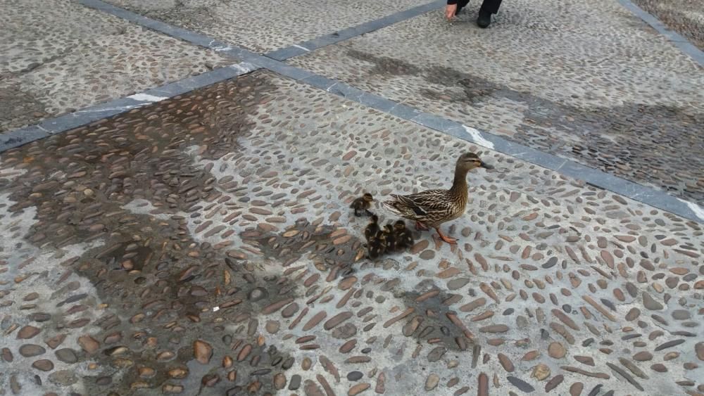 Patos en la plaza Mayor