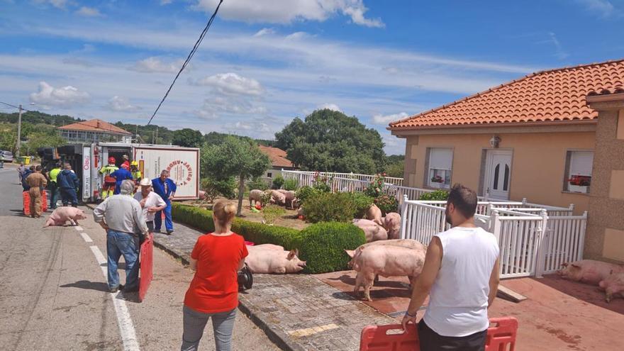 Vuelca un camión que transportaba 210 cerdos en el concello ourensano de Baltar y varios acaban en un jardín