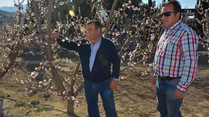 Manolo Martínez y Rafael Jiménez observan los primeros frutales en flor.