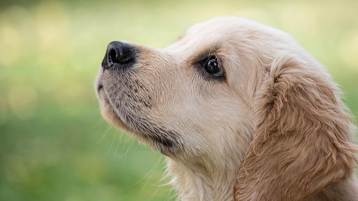 ¿Tienen los perros recuerdos?