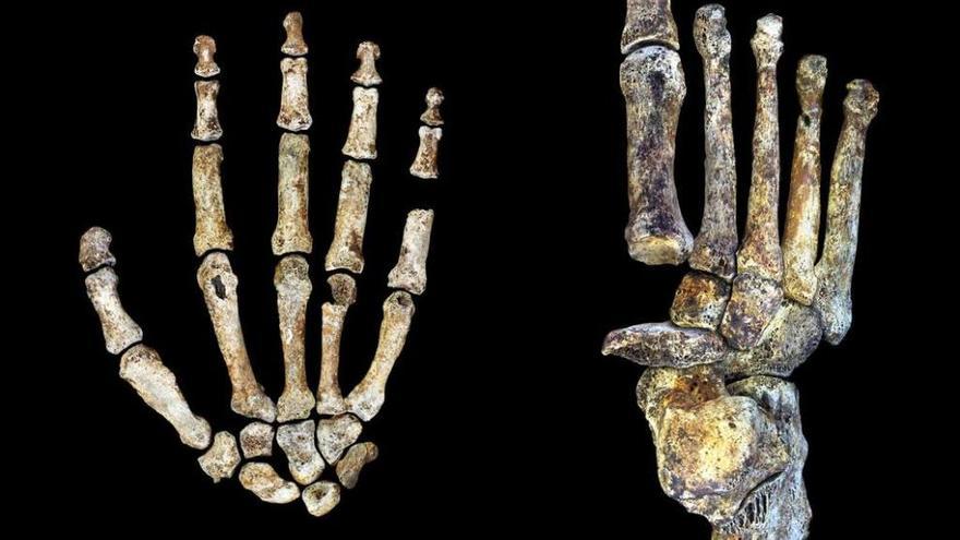 Mano y pie del &quot;Homo naledi&quot;.