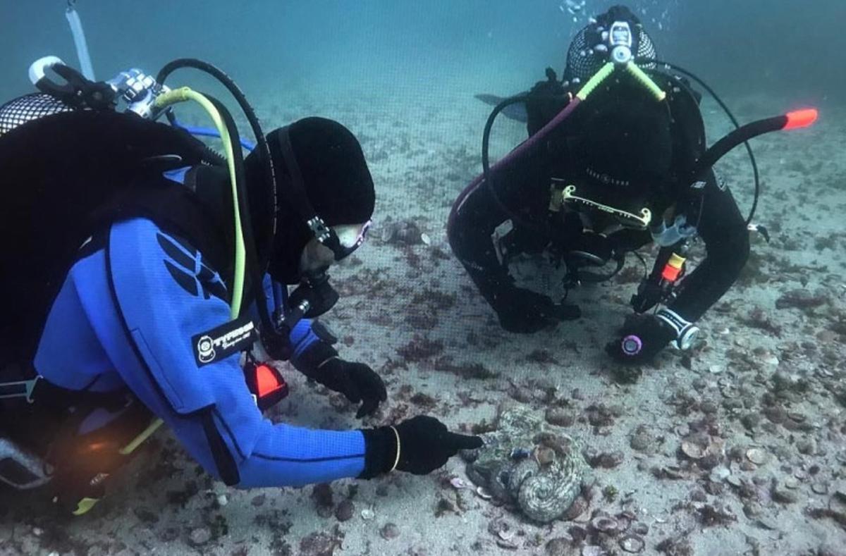 Investigadores del CSIC examinado un pulpo