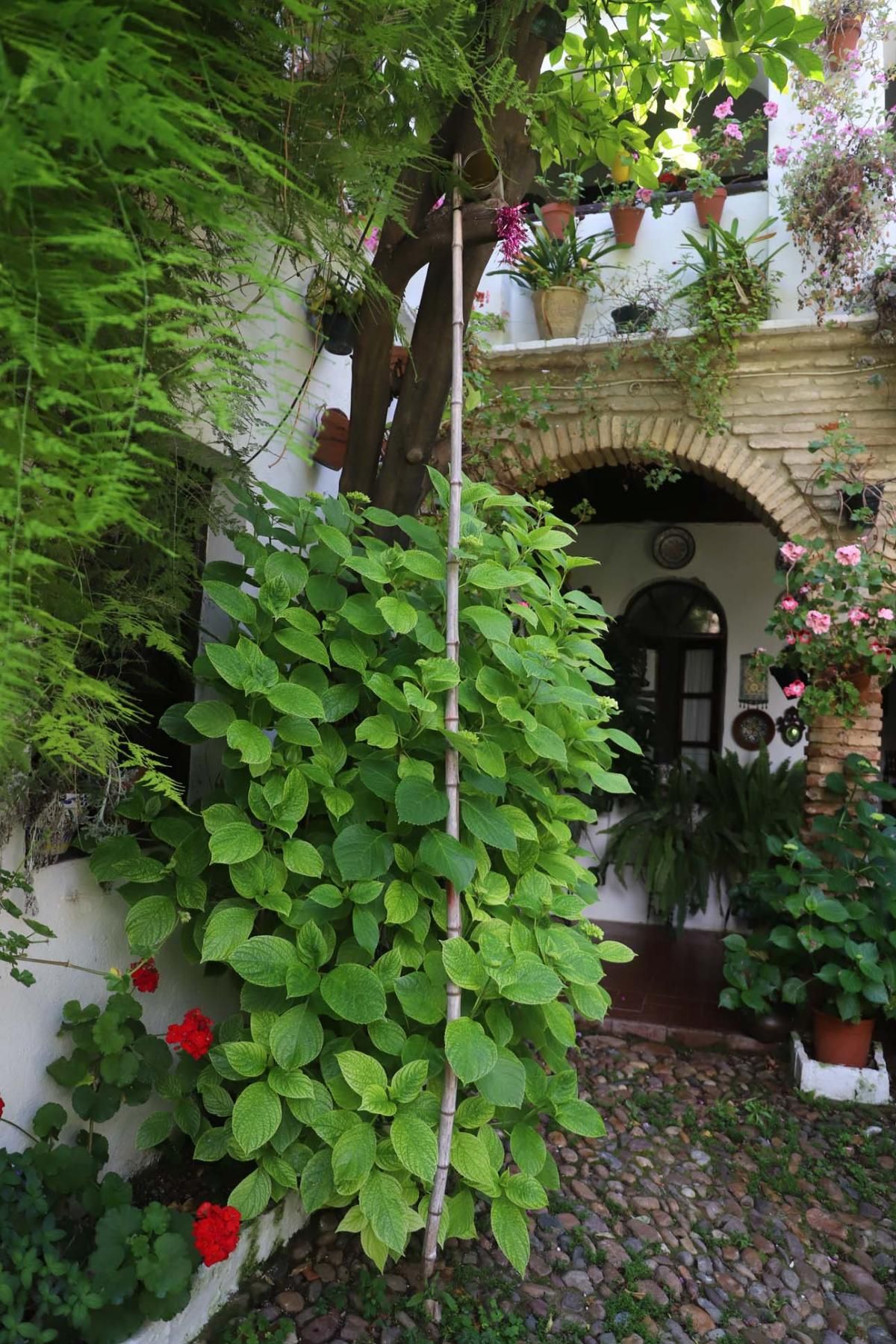 Los patios de Córdoba: las mejores fotos en San Agustín