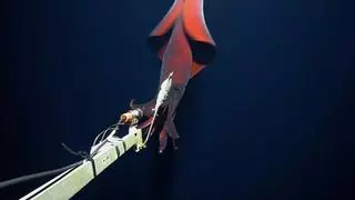 Fotografiado por primera vez un calamar de aguas profundas extremadamente raro: emite luces