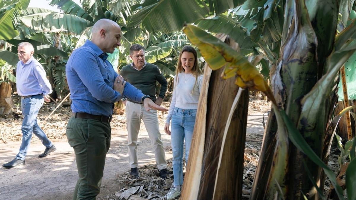 HiperDino destina 8 millones de euros cada año a la compra de plátanos de Canarias.
