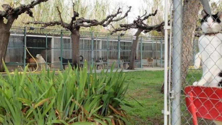 Foto d’arxiu de la protectora d’animals i plantes de Figueres.