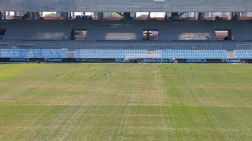 LaLiga aplaza el Celta - Osasuna por el mal estado del césped de Balaídos