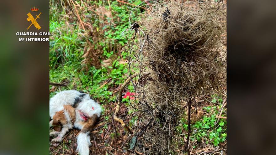 El rescate de un perro atrapado en un lazo para jabalíes en Malpica