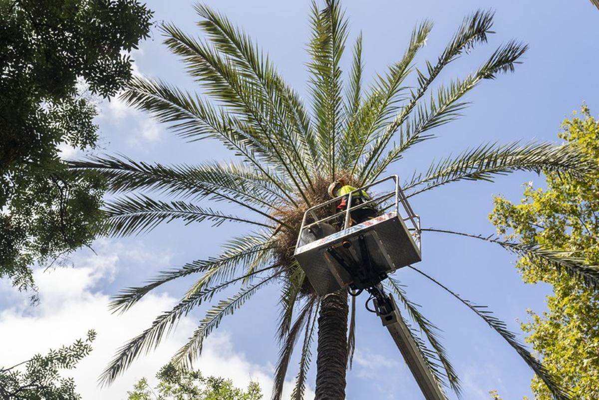 S’accelera la substitució de palmeres datileres de Barcelona