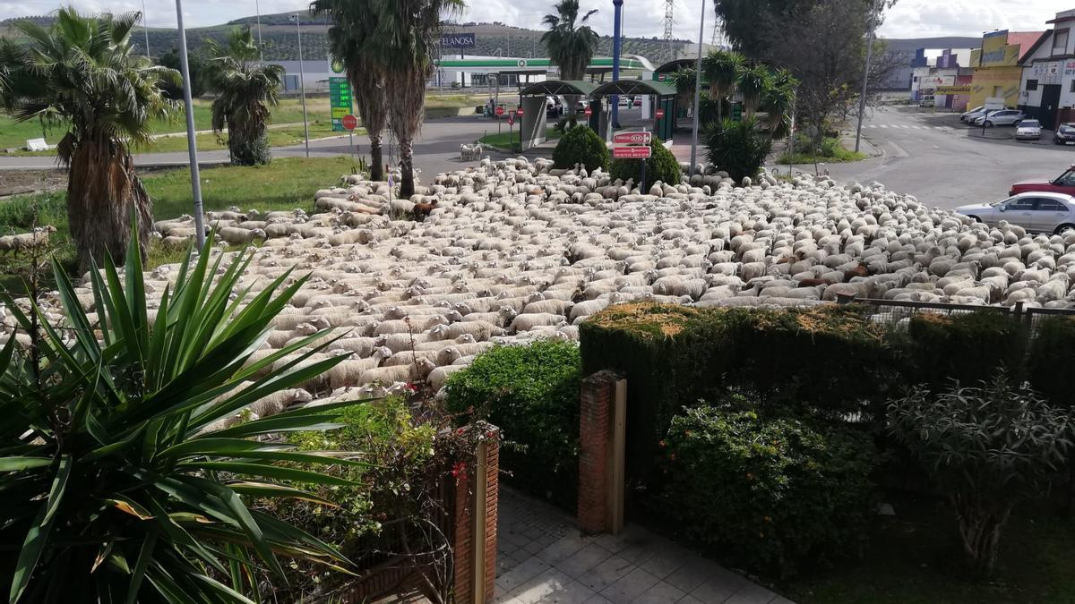 Un rebaño de ovejas pastorea por el Polígono de la Torrecilla