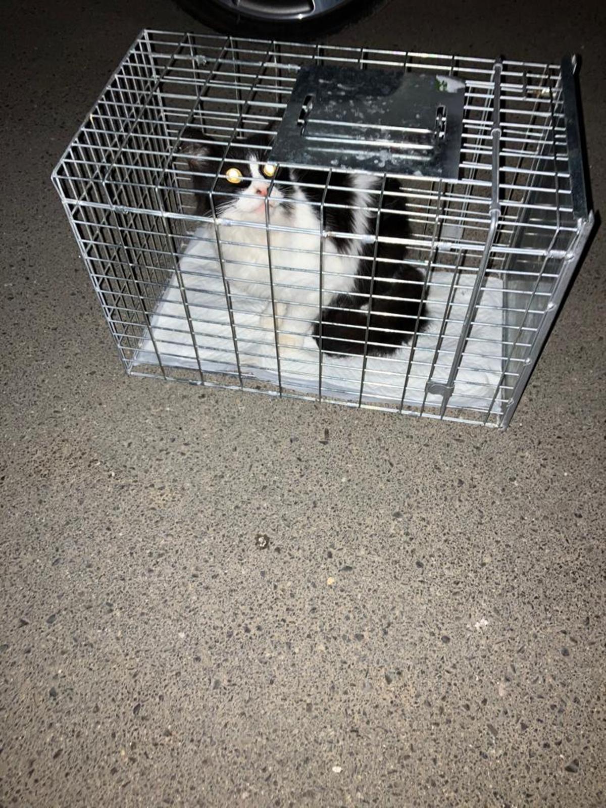 Una gata en la jaula de la colonia de Ferroviarios para llevarla al veterinario.