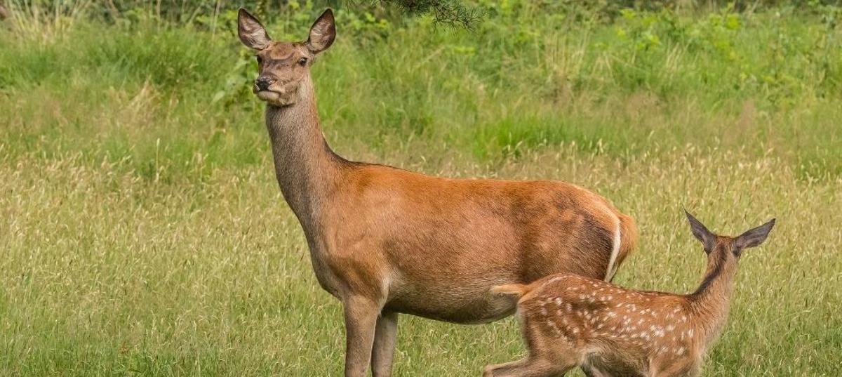 La Federación de Caza de la Comunidad Valenciana lanza los Premios &quot;CAZA Y NATURALEZA&quot;