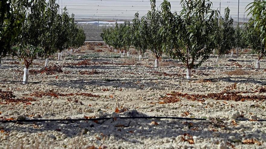 Una plantación de nectarinas de la Región