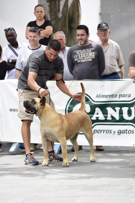 Celebración del I Certamen Nacional de perro ...