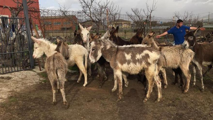 Reciben más de 500 peticiones para adoptar a los burros rescatados en Cáceres