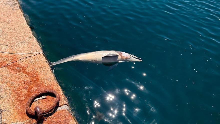 Aparece la cría de delfín muerta cuya madre empujaba en la ría de Vigo