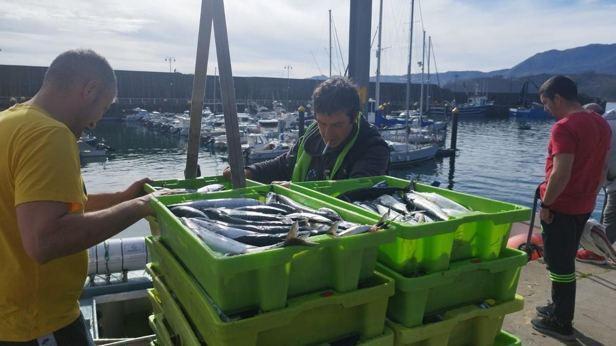 Pescadores gallegos descargan cajas de xarda en el puerto de Lastres en una pasada campaña de la especie.