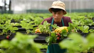 Denuncian maltrato a los jovenes agricultores en la  subvención de modernización del Gobierno de Canarias