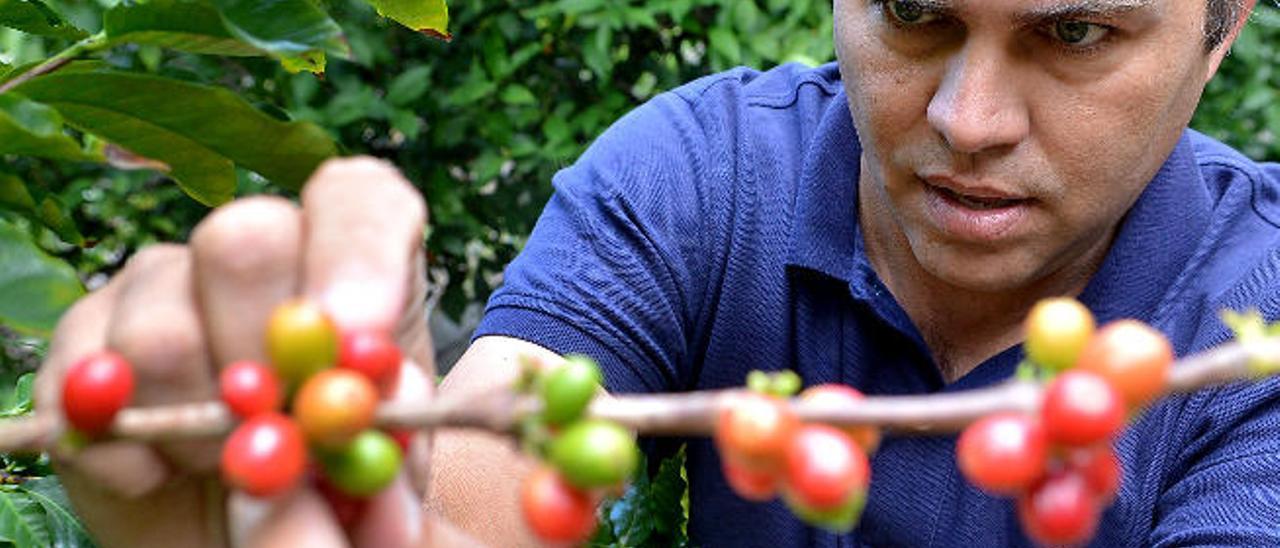Víctor Lugo junto a las plantas de café que cultiva en la finca Los Berrazales, en Agaete.