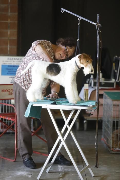 XXI Exposició Internacional Canina