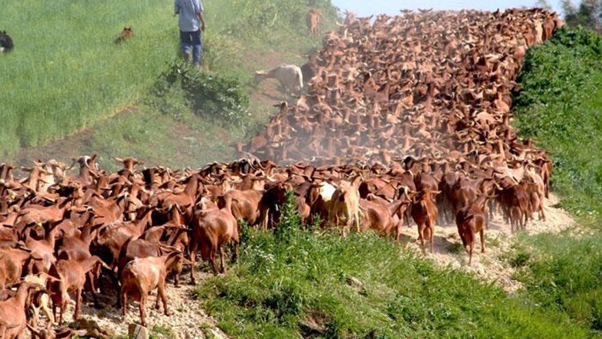 Pastores con una manada de cabras en Casabermeja.