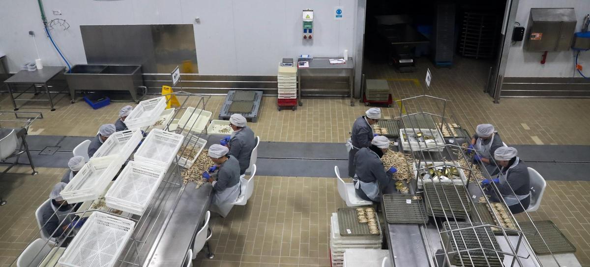 Trabajadoras de una conservera.