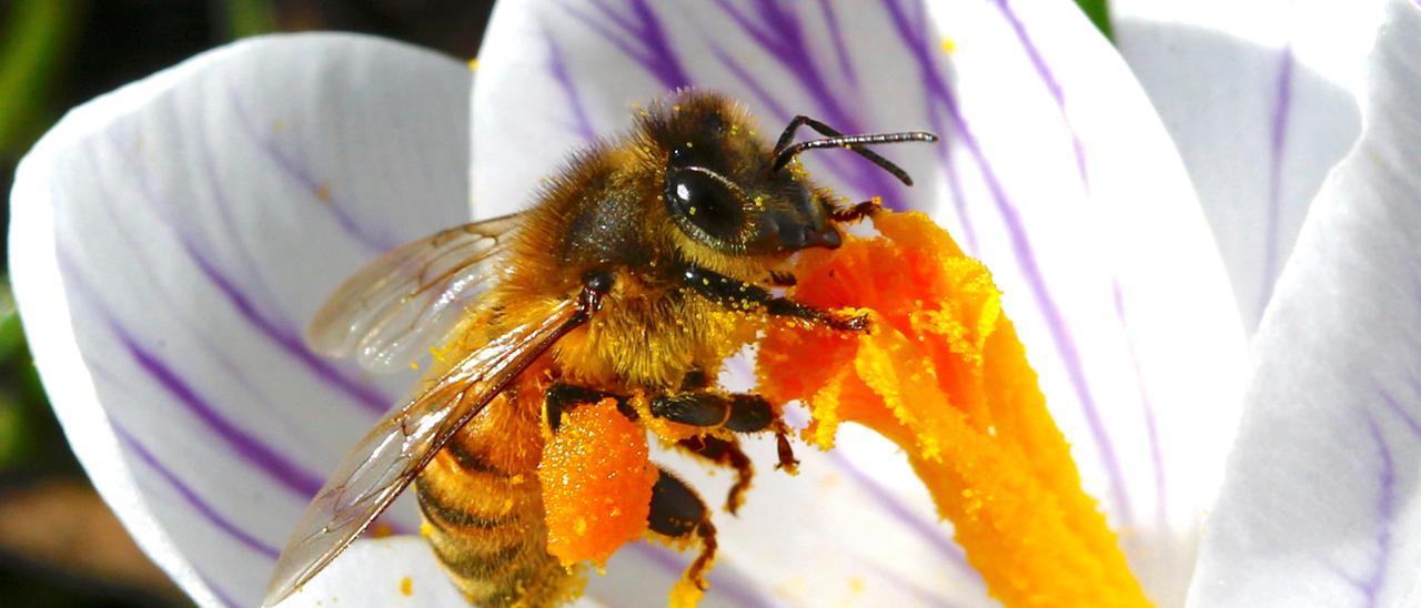 Una abeja recolectando néctar