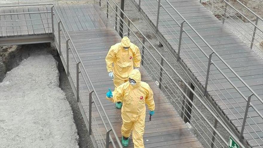 ZeC desoye a Inspección y los gatos seguirán en el Teatro Romano