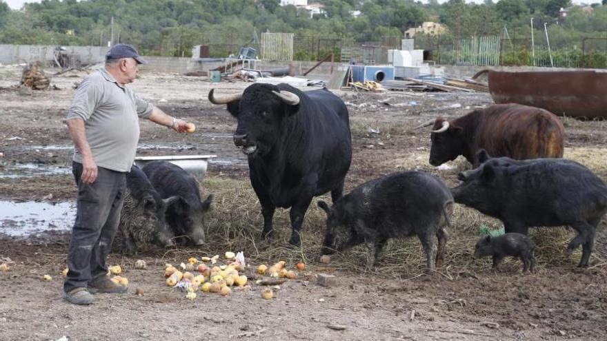 Suelta un toro en su desguace para evitar robos