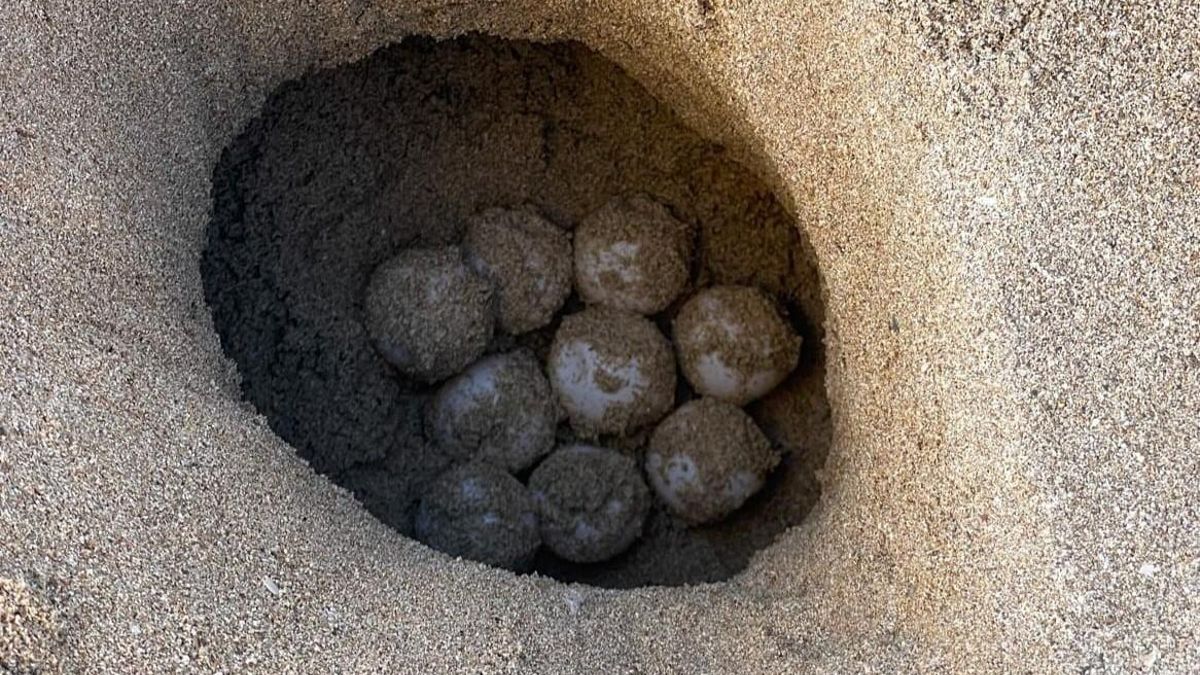 Das neue Nest mit Schildkröteneiern am Strand Can Pere Antoni.