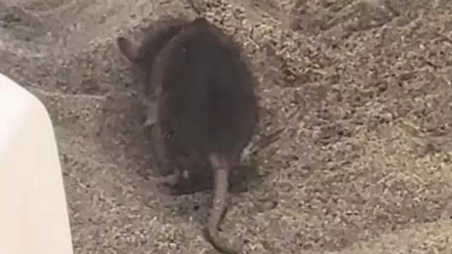 Una rata sorprende a los bañistas entre las hamacas de la playa de Maspalomas