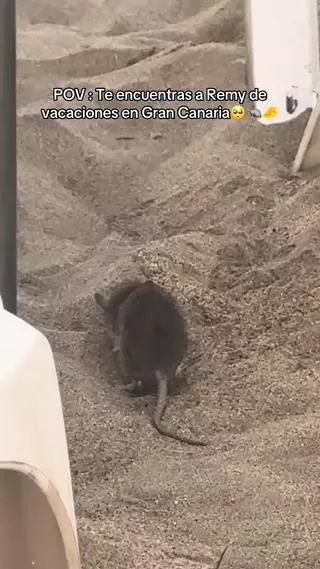 “Remy” se va de vacaciones a Maspalomas: graban una rata entre las hamacas