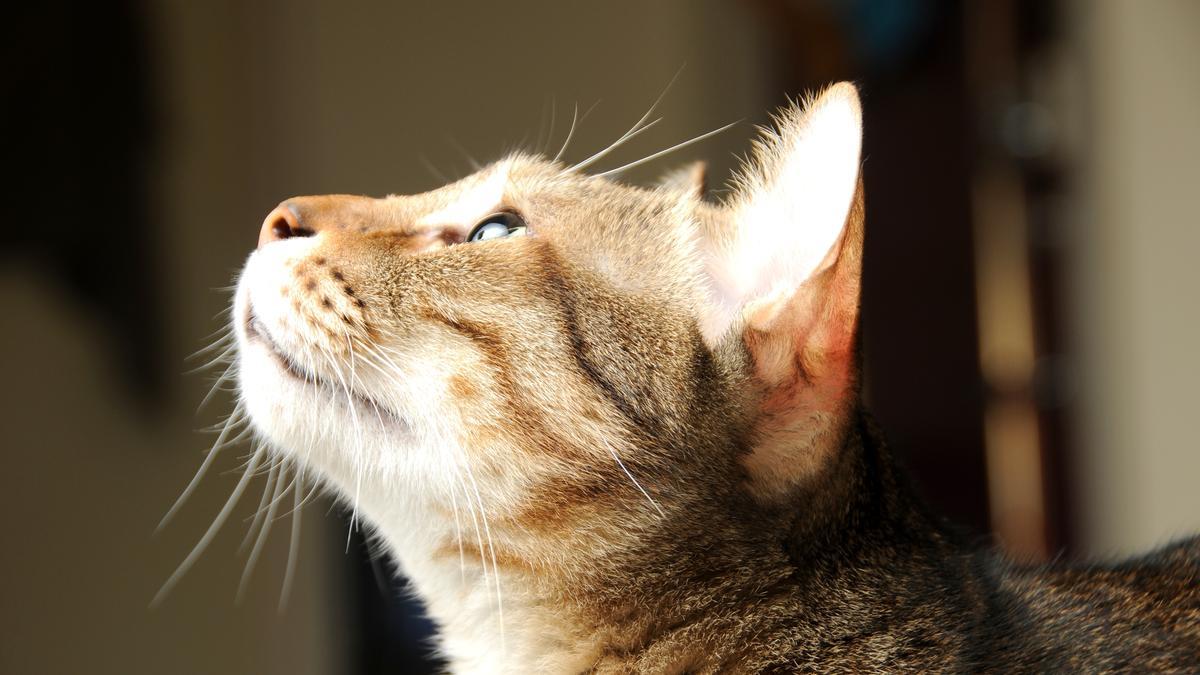 Gatos | El sonido para llamar a los gatos y que te hagan caso
