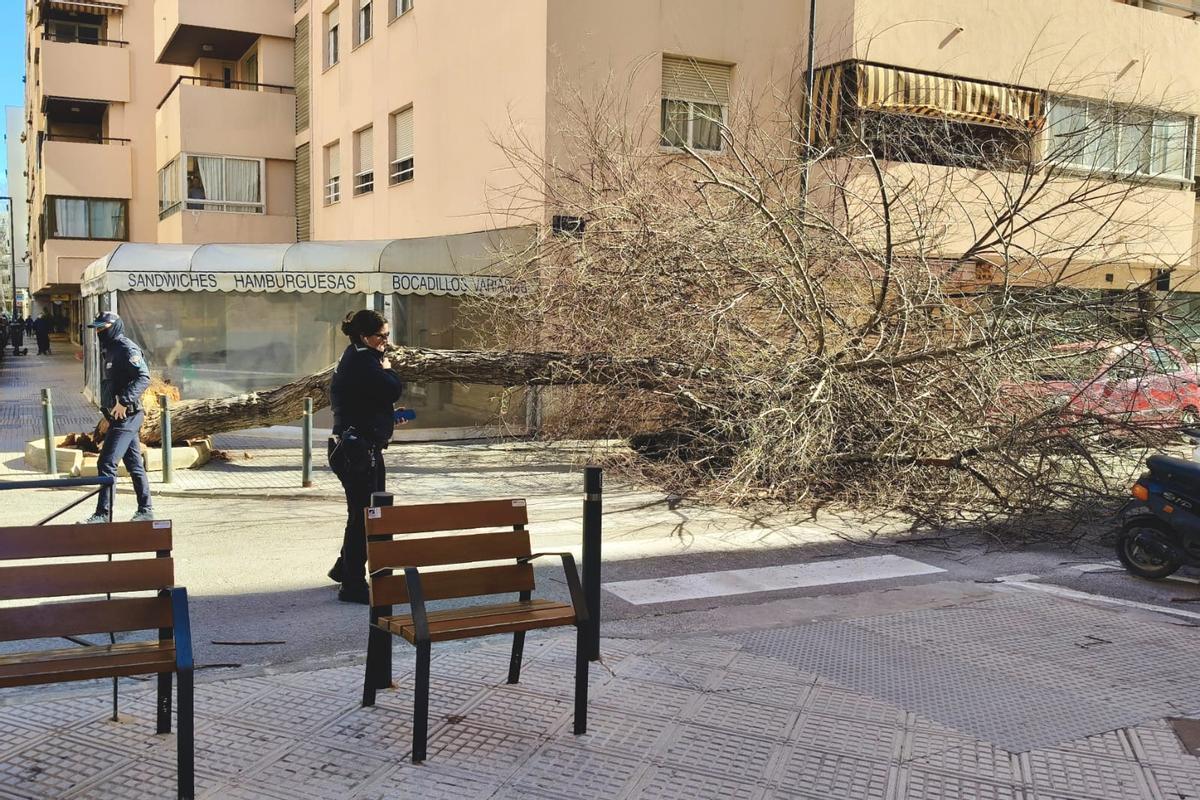 El árbol desplomado en la calle Canarias