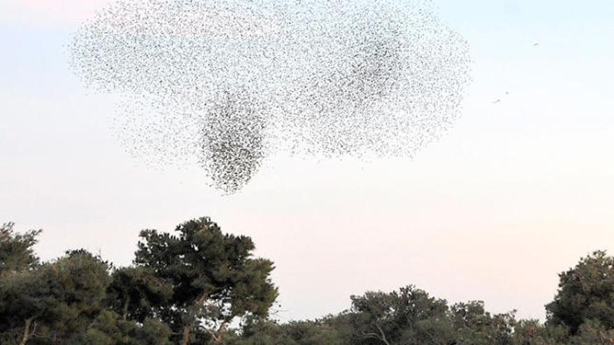 La zona del parc Bosc de la ciutat és una de les més afectades per aquests animals.