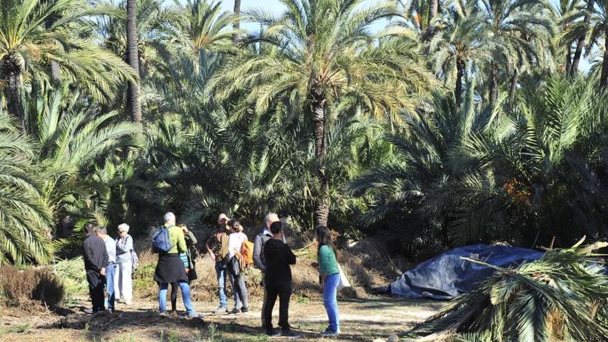 Una visita a un huerto histórico; (a la derecha) representantes de Volem Palmerar, junto a técnicos autonómicos y municipales, en la ruta del Palmeral. | MATÍAS SEGARRA/INFORMACIÓN