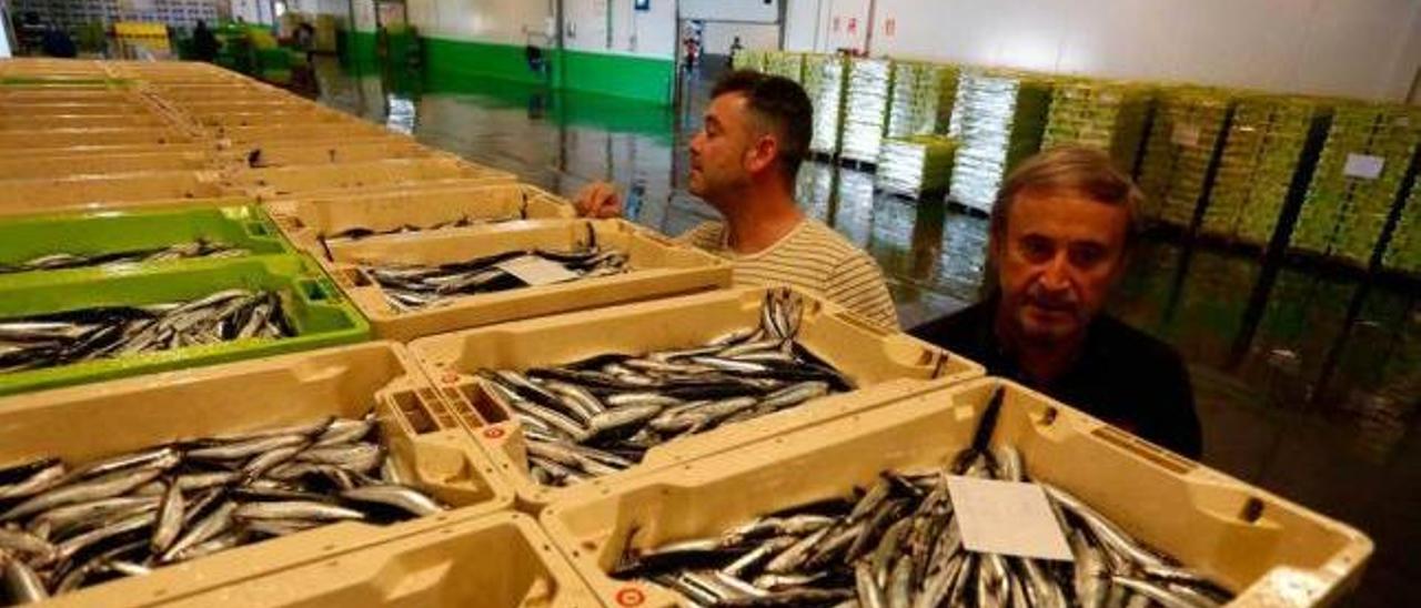 Descarga de anchoas en la rula de Avilés, el pasado mes de junio.