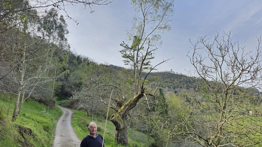 El misterio del &quot;doble árbol&quot; de Solafaya sorprende en Villaviciosa: un abedul crece en un castaño