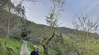 El misterio del "doble árbol" de Solafaya sorprende en Villaviciosa: un abedul crece en un castaño