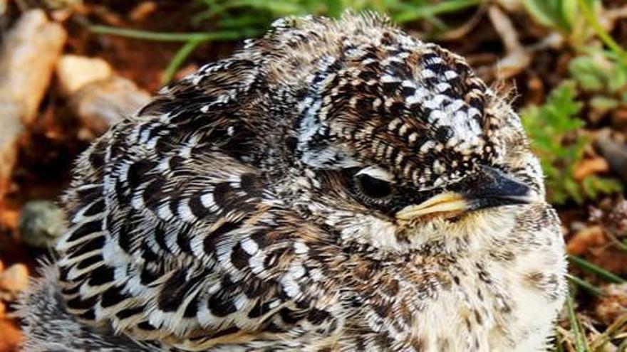 Casas Bajas cede 50 hectáreas de monte para reintroducir un ave en peligro de extinción