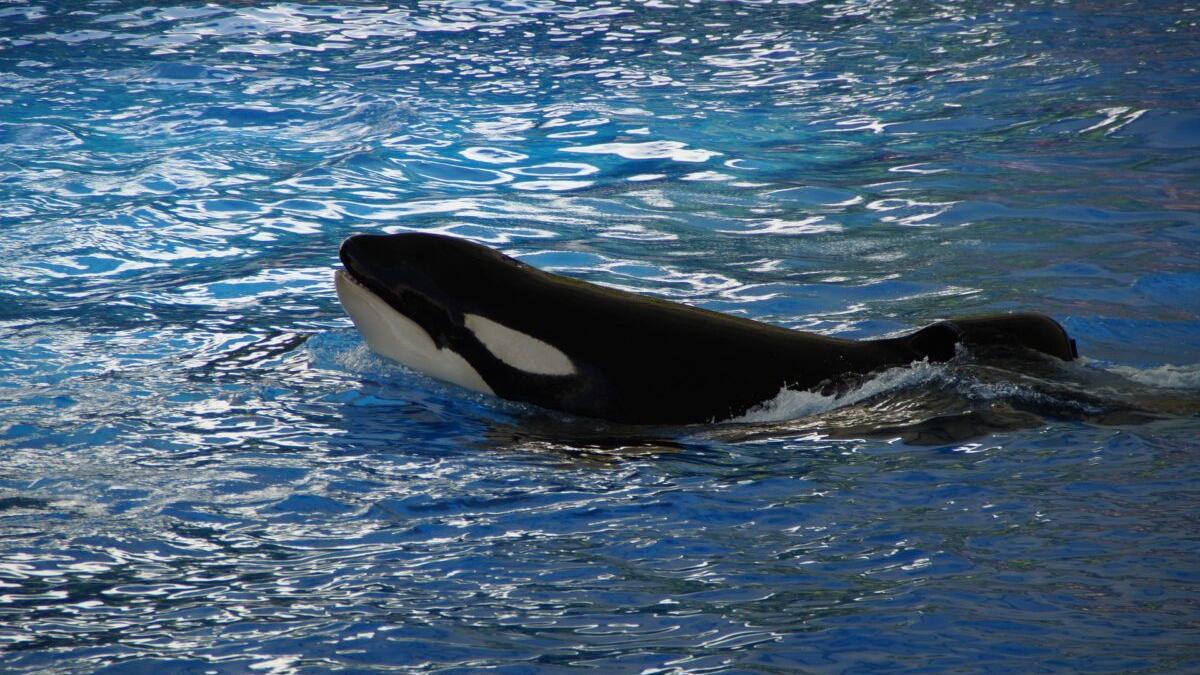 El Gobierno estudia por qué las orcas atacan a veleros en Gibraltar y Galicia