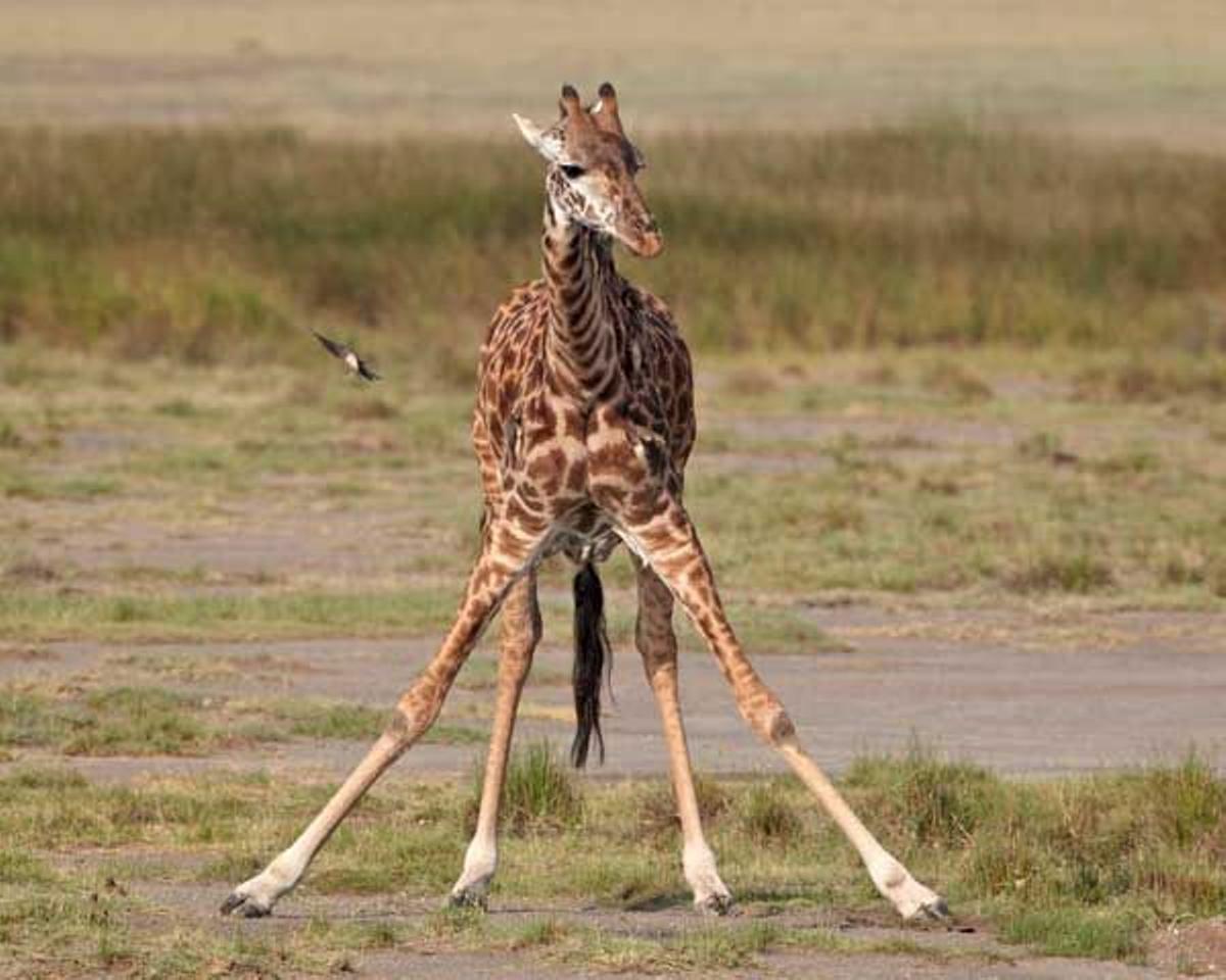 Cría de jirafa Masai en el Parque Nacional del Serengeti en Tanzania.