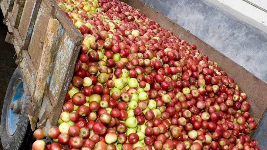 Custom Drinks busca más cultivadores de manzana en Galicia para su sidra  Maeloc - La Opinión de A Coruña