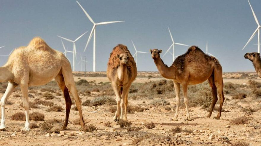 El Parlamento reconoce la memoria histórica de la lucha canaria en el Sahara