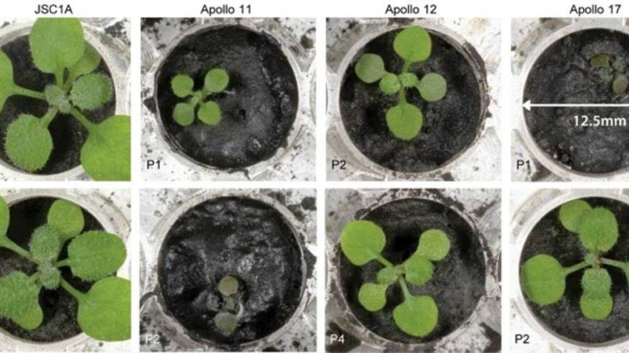 Plantas cultivadas en tierra procedente de la Luna, el pasado mayo